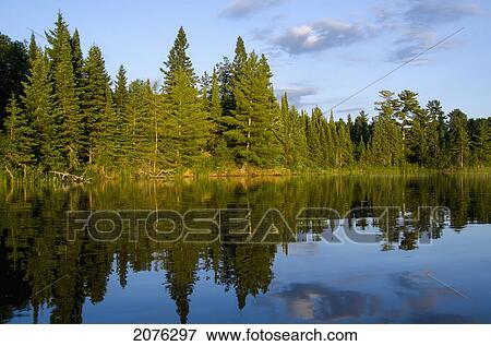 Stock Photo - Trees Reflected In The Water Along The Shoreline; Lake Of The Woods Ontario Canada. Fotosearch