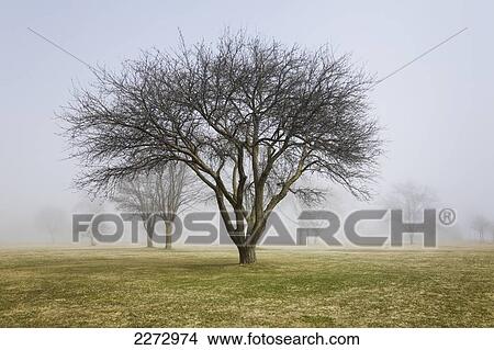 Picture - Trees shrouded in mist in springtime; ontario canada. Fotosearch