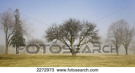 Stock Image - Trees shrouded in mist in springtime; ontario canada. Fotosearch