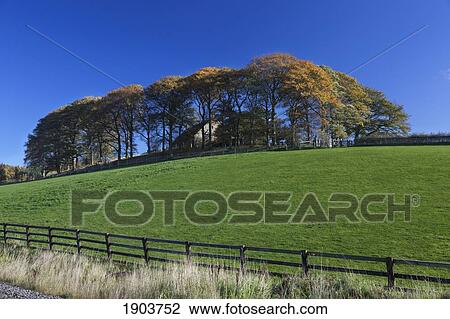 Trees With Autumn Colors On A Grassy Hill Against A Blue Sky; Beamish, Durham, England View Large Photo Image Stock Image - Trees With Autumn Colors On A Grassy Hill Against A Blue Sky; Beamish, Durham, England. Fotosearch