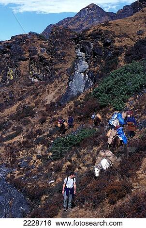 Trekkers Lead The Way Between Paro And Thimpu On An Old Trekking Trail Photo: Jill Mead/Axiom/Nov 2003 View Large Photo Image Stock Photograph - Trekkers Lead The Way Between Paro And Thimpu On An Old Trekking Trail Photo: Jill Mead/Axiom/Nov 2003. Fotosearch