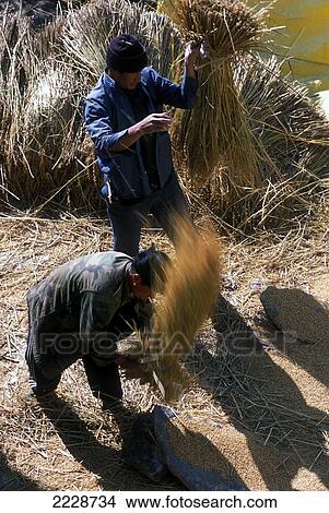 Picture - Treshing The Harvest In Paro Valley Photo: Jill Mead Nov 2003. Fotosearch