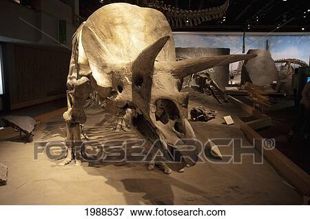 Triceratops, Royal Tyrell Museum, Drumheller, Alberta, Canada View Large Photo Image Stock Photo - Triceratops, Royal Tyrell Museum, Drumheller, Alberta, Canada. Fotosearch
