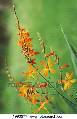 Stock Photo - Tritonia Crocosmiflora Flowers, Orange, Growing In The Wild, Blurry Green Background (Tritonia Pottsii X Crocosma Aurea). Fotosearch