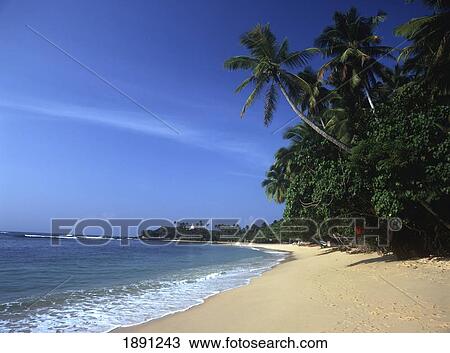Tropical Beach View Large Photo Image Stock Image - Tropical Beach. Fotosearch