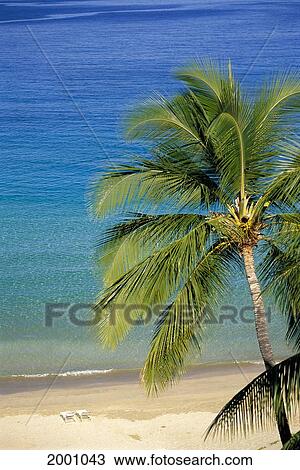 Tropical Beach With Palm Foreground, Beach Chair Distance View Large Photo Image Stock Image - Tropical Beach With Palm Foreground, Beach Chair Distance. Fotosearch
