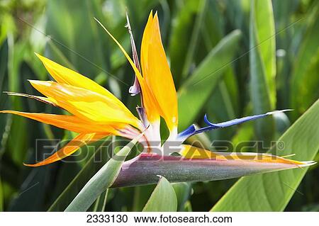 Tropical Bird of Paradise flower in full bloom Oahu, Hawaii, United States of America View Large Photo Image Stock Image - Tropical Bird of Paradise flower in full bloom Oahu, Hawaii, United States of America. Fotosearch