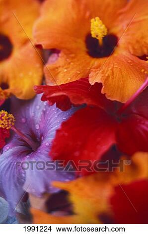 Picture - Tropical Blooming Hibiscus Flower Arrangement, Close-Up With Colorful Detail. Fotosearch