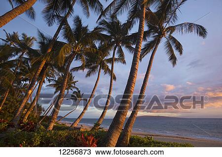 Tropical palm trees line the beach at Keawekapu Beach, as the sun sets with Kahoolawe in the background; Wailea, Maui, Hawaii, United States of America View Large Photo Image Stock Image - Tropical palm trees line the beach at Keawekapu Beach, as the sun sets with Kahoolawe in the background; Wailea, Maui, Hawaii, United States of America. Fotosearch