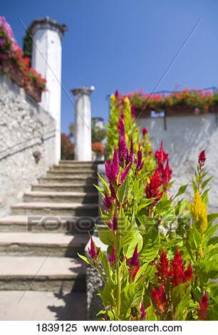 Stock Photography - Tropical Plants At The Villa Rufolo Gardens; Ravello, Campania, Italy. Fotosearch