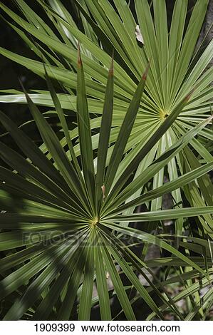 Tropical Plants, Close-Up, Mayan Riviera, Yucatan Peninsular, Quintana Roo State, Mexico View Large Photo Image Stock Photo - Tropical Plants, Close-Up, Mayan Riviera, Yucatan Peninsular, Quintana Roo State, Mexico. Fotosearch