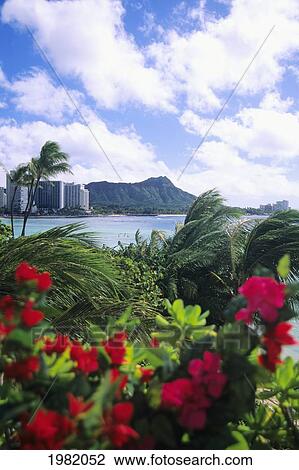 Stock Image - Tropical red flowers blossoming in the foreground with buildings on the coastline in the distance; Hawaii, United States of America. Fotosearch