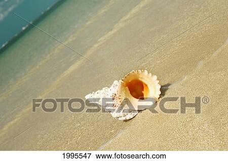 Stock Photo - Tropical Seashell On The Beach With Gorgeous Clear Blue Ocean Behind, Angled View. Fotosearch