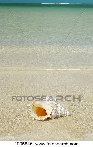 Stock Photograph - Tropical Seashell On The Beach With Gorgeous Clear Blue Ocean Behind. Fotosearch