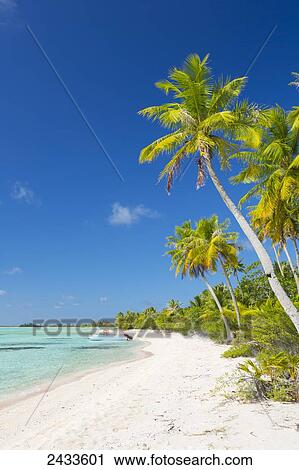 Tropical sunny island with palm trees and blue ocean; Tikehau, French Polynesia View Large Photo Image Stock Image - Tropical sunny island with palm trees and blue ocean; Tikehau, French Polynesia. Fotosearch