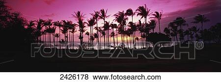 Stock Photo - Tropical sunset with magenta sky and palm trees in Kapalua Bay; Maui, Hawaii, United States of America. Fotosearch