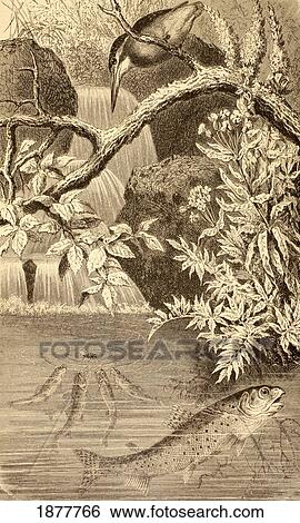 Stock Photograph - Trout In A River Pond. From La Vida De Los Animales Published Spain Circa 1885.. Fotosearch