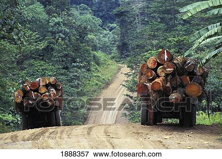 Stock Photo - Trucks Loaded With Hard Wood Logs. Fotosearch