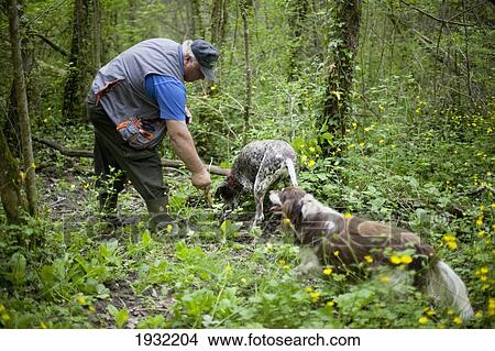 Picture - Truffle hunter Ivica Kalcic and his dogs Bobi and jack near Motovun, Istria, Croatia.. Fotosearch