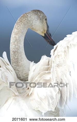 Stock Image - Trumpeter Swan, Southern Lakes Region, Yukon. Fotosearch