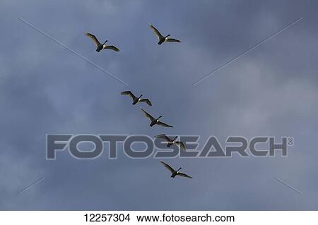 Picture - Trumpeter Swans in flight over Marsh Lake, Yukon Territory, Canada. Fotosearch