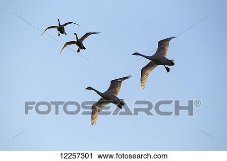 Trumpeter Swans in flight over Marsh Lake, Yukon Territory, Canada View Large Photo Image Stock Image - Trumpeter Swans in flight over Marsh Lake, Yukon Territory, Canada. Fotosearch