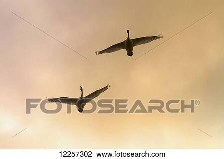 Stock Image - Trumpeter Swans in flight over Marsh Lake, Yukon Territory, Canada. Fotosearch