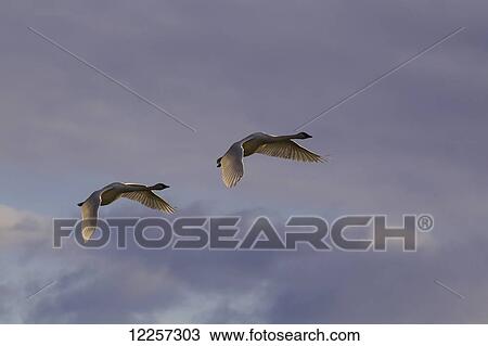 Trumpeter Swans in flight over Marsh Lake, Yukon Territory, Canada View Large Photo Image Stock Image - Trumpeter Swans in flight over Marsh Lake, Yukon Territory, Canada. Fotosearch