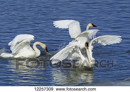 Stock Photo - Trumpeter Swans in flight over Marsh Lake, Yukon Territory, Canada. Fotosearch