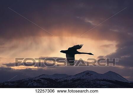 Stock Photograph - Trumpeter Swans in flight over Marsh Lake, Yukon Territory, Canada. Fotosearch