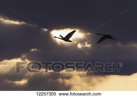 Stock Photography - Trumpeter Swans in flight over Marsh Lake, Yukon Territory, Canada. Fotosearch