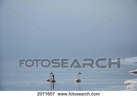 Trumpeter Swans On 5 Mile River, Near Marsh Lake, Yukon View Large Photo Image Stock Photo - Trumpeter Swans On 5 Mile River, Near Marsh Lake, Yukon. Fotosearch