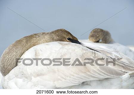 Stock Image - Trumpeter Swans Resting On Ice At The 6 Mile River, Yukon. Fotosearch