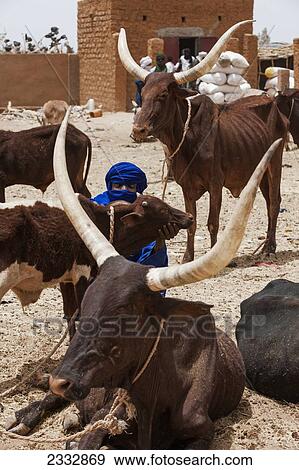 Tuareg And Cattle Herd; Agadez, Niger View Large Photo Image Stock Photo - Tuareg And Cattle Herd; Agadez, Niger. Fotosearch
