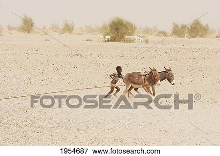 Tuareg boy leading donkeys, Nibka Mohammed, Mali View Large Photo Image Stock Photo - Tuareg boy leading donkeys, Nibka Mohammed, Mali. Fotosearch