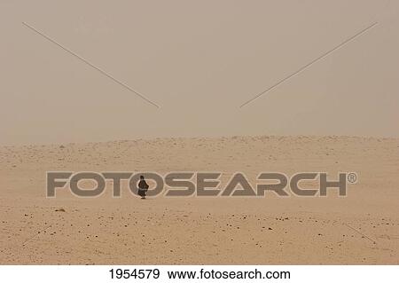 Stock Photo - Tuareg woman walking in the Sahara Desert during a sand storm created by the Harmattan wind, Tiriken, Mali. Fotosearch