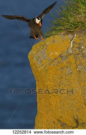 Picture - Tufted puffin (Fratercula cirrhata) landing on top of lichen covered cliff, Walrus Islands State Game Sanctuary, Round Island, Bristol Bay, Southwestern Alaska. Fotosearch