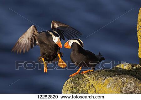 Stock Image - Tufted puffin (Fratercula cirrhata) landing on lichen-covered boulder next to its mate, Walrus Islands State Game Sanctuary, Round Island, Bristol Bay, Soutwestern Alaska. Fotosearch