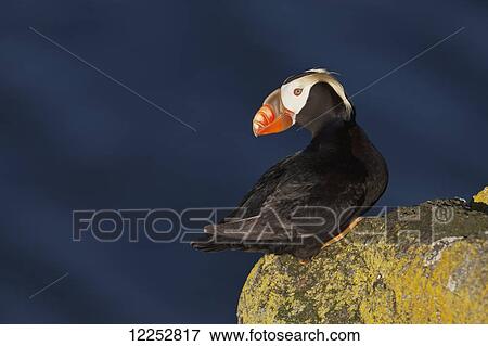 Stock Photo - Tufted puffin (Fratercula cirrhata) perched on lichen-covered boulder with the ocean in the background, Walrus Islands State Game Sanctuary, Round Island, Bristol Bay, Southwestern Alaska. Fotosearch