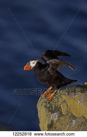 Stock Photo - Tufted puffin (Fratercula cirrhata) standing on lichen-covered boulder, flapping wings with the ocean in the background, Walrus Islands State Game Sanctuary, Round Island, Bristol Bay, Southwestern Alaska. Fotosearch