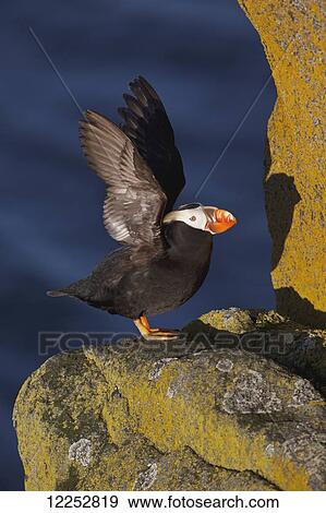 Stock Photo - Tufted puffin (Fratercula cirrhata) standing on lichen-covered boulder, flapping wings with the ocean in the background, Walrus Islands State Game Sanctuary, Round Island, Bristol Bay, Southwestern Alaska. Fotosearch