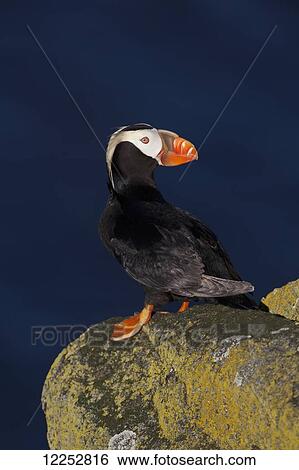 Stock Photograph - Tufted puffin (Fratercula cirrhata) standing on lichen-covered boulder with the ocean in the background, Walrus Islands State Game Sanctuary, Round Island, Bristol Bay, Southwestern Alaska. Fotosearch