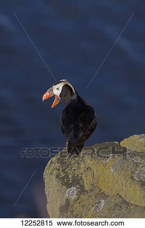 Tufted puffin (Fratercula cirrhata) standing on lichen-covered boulder with the ocean in the background, Walrus Islands State Game Sanctuary, Round Island, Bristol Bay, Southwestern Alaska View Large Photo Image Stock Photography - Tufted puffin (Fratercula cirrhata) standing on lichen-covered boulder with the ocean in the background, Walrus Islands State Game Sanctuary, Round Island, Bristol Bay, Southwestern Alaska. Fotosearch