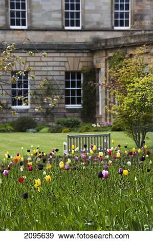 Stock Photo - Tulips Blossoming Outside A House; Howick Northumberland England. Fotosearch