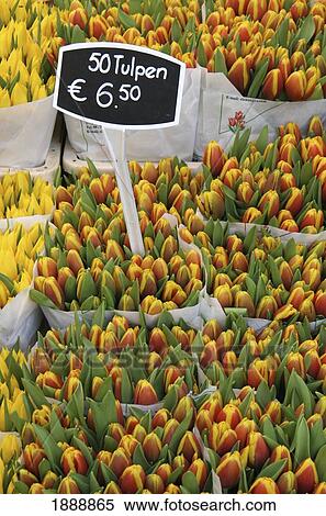 Tulips For Sale In Market, Close Up View Large Photo Image Stock Photography - Tulips For Sale In Market, Close Up. Fotosearch