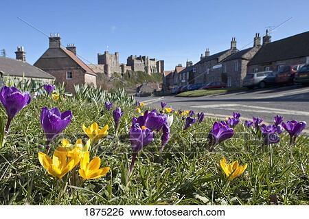 Stock Photograph - Tulips Growing On The Side Of The Road In A Residential Area; Bamburgh, Northumberland, England. Fotosearch