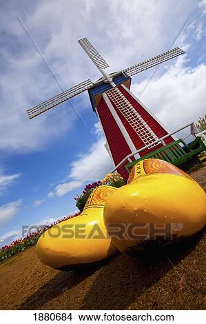 Tulips In A Wooden Shoe And A Windmill At Wooden Shoe Tulip Farm; Woodburn, Oregon, Usa View Large Photo Image Picture - Tulips In A Wooden Shoe And A Windmill At Wooden Shoe Tulip Farm; Woodburn, Oregon, Usa. Fotosearch