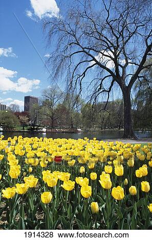 Tulips In Boston Gardens View Large Photo Image Stock Photo - Tulips In Boston Gardens. Fotosearch