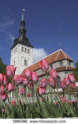 Stock Photograph - Tulips Outside Niguliste Church, Tallinn, Estonia.. Fotosearch