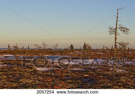 Tundra On The Shores Of Hudson Bay, Manitoba. View Large Photo Image Picture - Tundra On The Shores Of Hudson Bay, Manitoba.. Fotosearch
